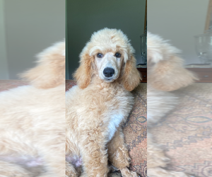Poodle (Standard) Puppy for sale in HARLAN, KY, USA