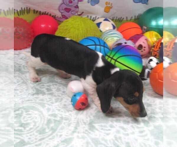 Medium Photo #2 Dachshund Puppy For Sale in RATTAN, OK, USA