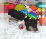 Small #1 Dachshund