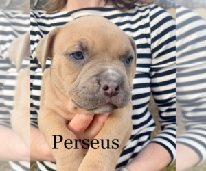 Bulldog-Unknown Mix Dogs for adoption in Brooklyn Center, MN, USA