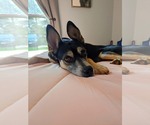 Small #3 Huskies  Mix