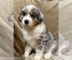 Small #2 Australian Shepherd