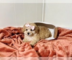 Maltese-Poodle (Toy) Mix Puppy for sale in CONROE, TX, USA