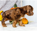 Small Photo #14 Cocker Spaniel Puppy For Sale in WAKARUSA, IN, USA