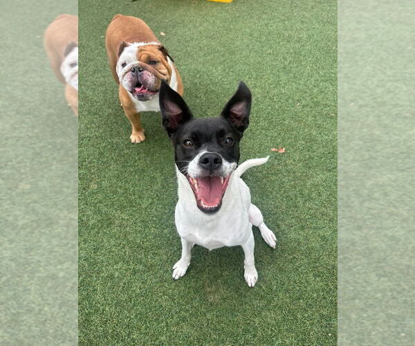 Medium Photo #9 Mutt Puppy For Sale in New York, NY, USA