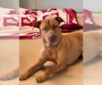 Small Black Mouth Cur-Chinese Shar-Pei Mix