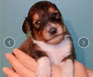 Cadoodle Puppy for sale in PERU, IN, USA