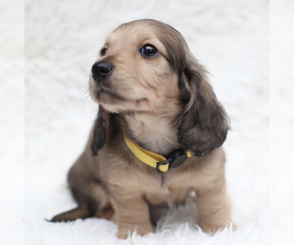 Medium Photo #1 Dachshund Puppy For Sale in TORRANCE, CA, USA