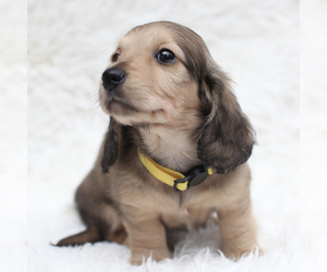 Dachshund Puppy for sale in TORRANCE, CA, USA
