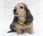 Small Dachshund