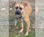 Small Photo #8 American Pit Bull Terrier-Black Mouth Cur Mix Puppy For Sale in Spotsylvania, VA, USA