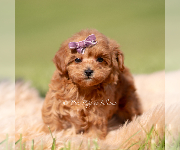 Medium Photo #3 Maltipoo (Miniature) Puppy For Sale in WARSAW, IN, USA