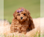 Small #2 Maltipoo (Miniature)