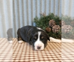 Small Photo #6 Border Collie Puppy For Sale in NEW YORK MILLS, MN, USA