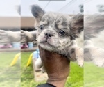 Small Photo #17 French Bulldog Puppy For Sale in NEW ORLEANS, LA, USA
