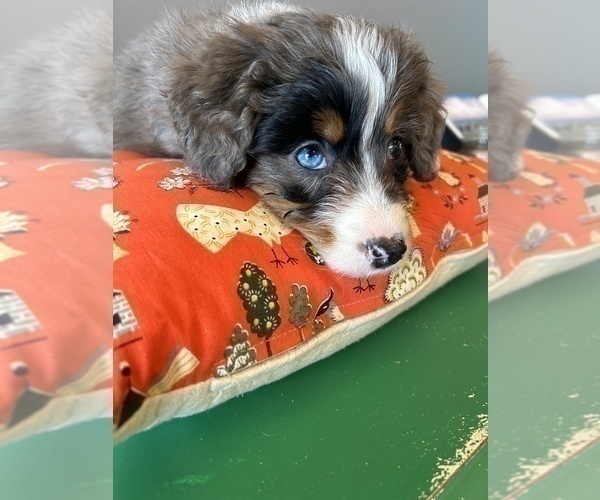 Medium Photo #10 Bernedoodle (Miniature) Puppy For Sale in LAWRENCE, MI, USA