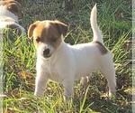 Puppy Ike Jack Russell Terrier