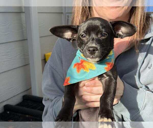 Medium Photo #4 Chihuahua Puppy For Sale in Arlington, WA, USA