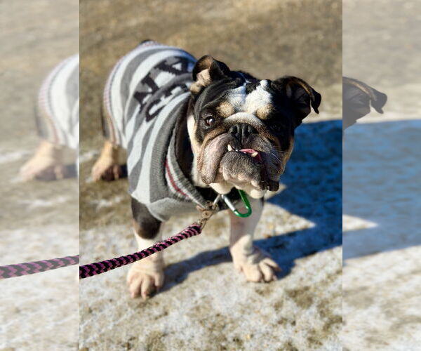 Medium Photo #5 Bulldog-Unknown Mix Puppy For Sale in West Cornwall, CT, USA