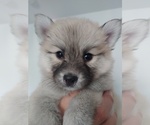 Small Photo #5 Pomsky Puppy For Sale in LOVELAND, CO, USA
