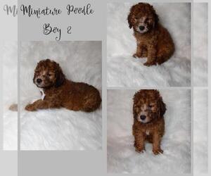 Poodle (Miniature) Puppy for sale in INDIANAPOLIS, IN, USA