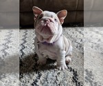 Small #3 English Bulldog