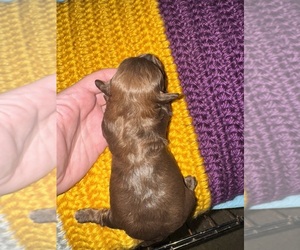 ShihPoo Puppy for sale in LUDLOW, MA, USA