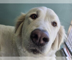 Golden Pyrenees Dogs for adoption in San Clemente, CA, USA