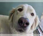 MATILDA - Female Golden Pyrenees Dog for Adoption - Small photo