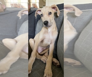 Great Dane Puppy for sale in ATL, GA, USA