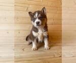 Small Photo #27 Siberian Husky Puppy For Sale in INMAN, SC, USA