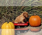 Small #5 Golden Retriever