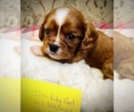 Puppy Iris Cavalier King Charles Spaniel