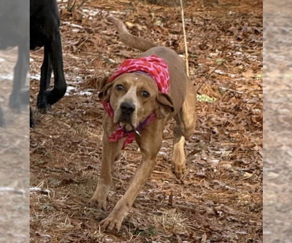 Medium Photo #6 Redbone Coonhound-Unknown Mix Puppy For Sale in pomfret, CT, USA