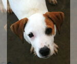 Small #9 Greyhound-Labrador Retriever Mix