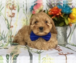 Cavapoo Puppy for sale in LANCASTER, PA, USA
