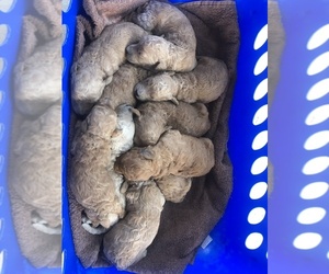 Goldendoodle Puppy for sale in BRUSHY, IL, USA