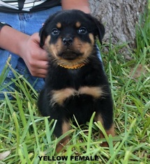 Rottweiler Puppy for sale in WESLACO, TX, USA