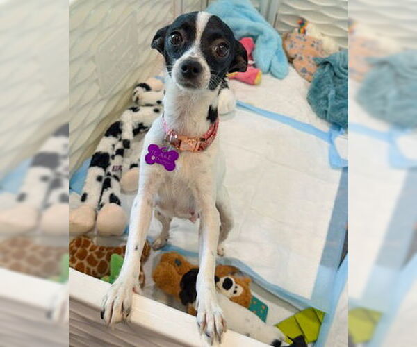 Medium Photo #4 Chihuahua-Unknown Mix Puppy For Sale in Corona, CA, USA