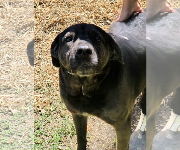 Medium Photo #2 Mutt Puppy For Sale in Jackson, MS, USA
