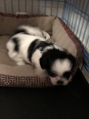 Shih Tzu Puppy for sale in TORNILLO, TX, USA
