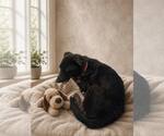Small #19 Labrador Retriever Mix