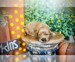 Small #2 Goldendoodle (Miniature)