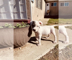 Medium American Staffordshire Terrier-Cane Corso Mix