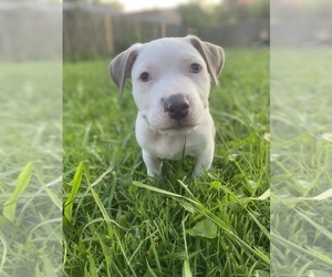 American Pit Bull Terrier Puppy for sale in OLIVE BRANCH, MS, USA