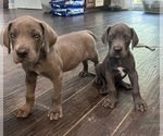 Small #6 Great Dane