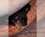 Small Photo #3 Chihuahua Puppy For Sale in PHILADELPHIA, PA, USA
