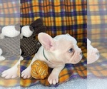 Small Photo #47 Faux Frenchbo Bulldog Puppy For Sale in HOODSPORT, WA, USA