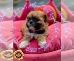 Puppy 1 Shih Tzu