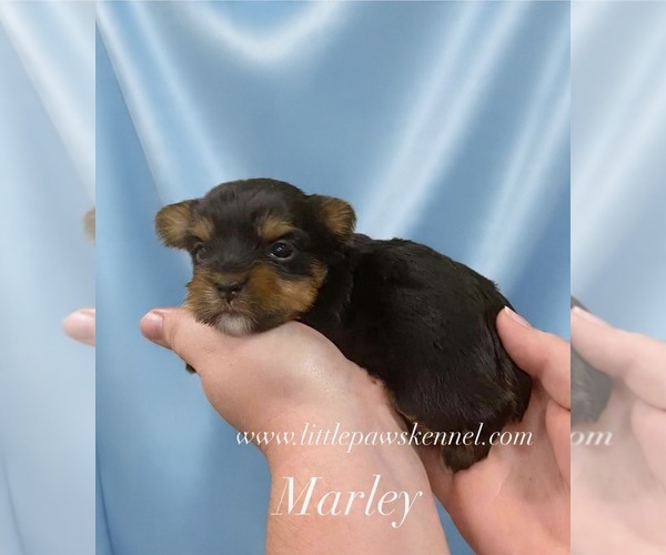 Medium Photo #1 Yorkshire Terrier Puppy For Sale in WINNSBORO, LA, USA
